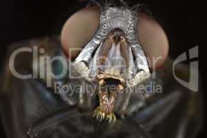 head of house fly in close up