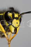 head of wasp in grey background