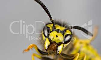 head of wasp in grey background