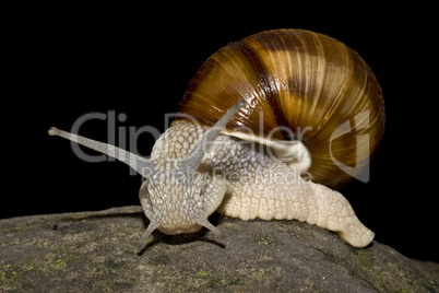 snail in black background