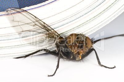 house fly killed by magazine