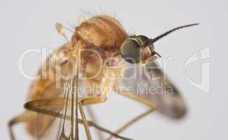 Sucking insect in close up