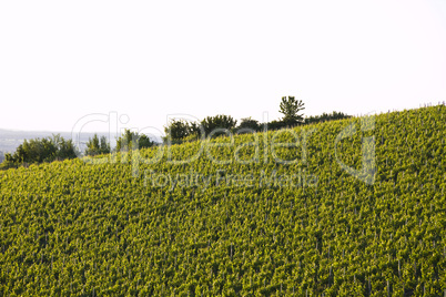 vineyard in south germany