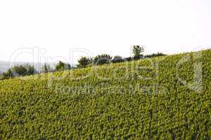 vineyard in south germany