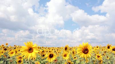sunflowers time-laps