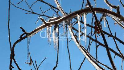 icicles on the branch