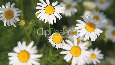 Daisy field