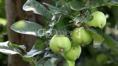 Ripe green apple