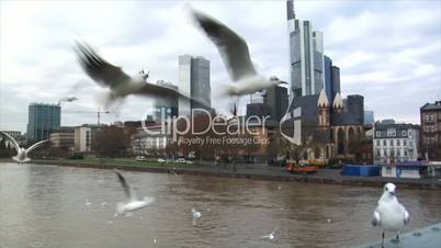 many seagulls frankfurt skyline slowmo