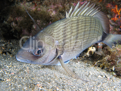 Sargo fish