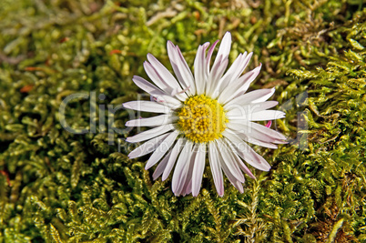 gänseblümchen