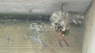 Yellow Jacket Wasp tends to eggs in nest