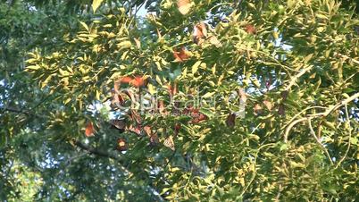 Monarch Butterfly Migration Cluster