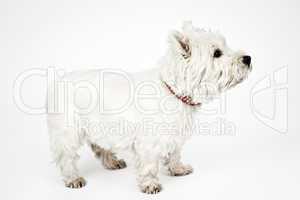 white Terrier