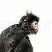 black ape with orange eye