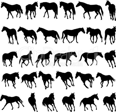 horses silhouettes