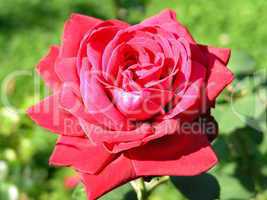 Rosenblüte / Rose flower