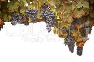 Beautiful Lush Grape Vineyard on White