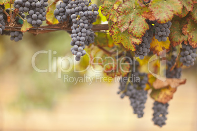 Beautiful Lush Grape Vineyard in The Morning Sun and Mist