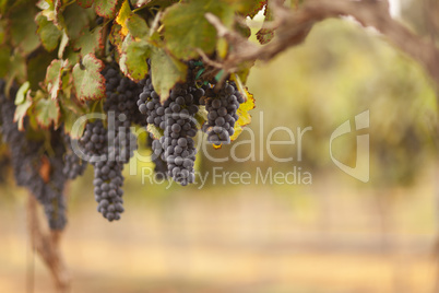 Beautiful Lush Grape Vineyard in The Morning Sun and Mist
