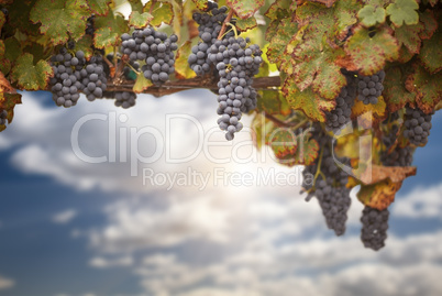 Beautiful Lush Grape Vineyard