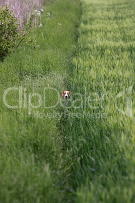 Beagle in einem Kornfeld