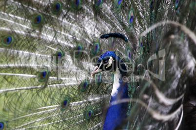 Blauer Pfau (Hahn)