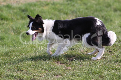 Border Collie