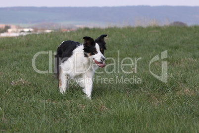 Border Collie