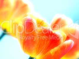 rot gelbe Tulpe