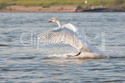 landender Höckerschwan