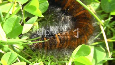 Brombeerspinner Raupe - Moth caterpillar