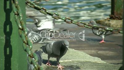Pigeons    Full HD 1080p