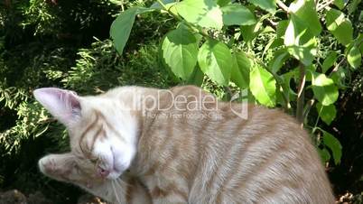 Little cats in the garden