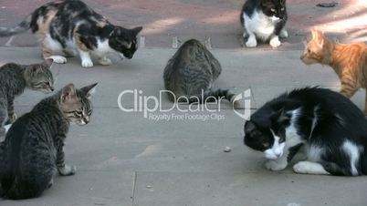 Little cats in the garden