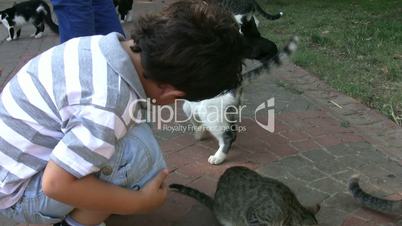 Little boy and cats
