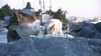 Cats and seagull eating together