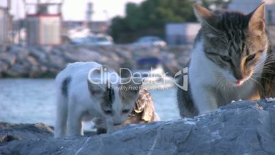 Cats and seagull eating together