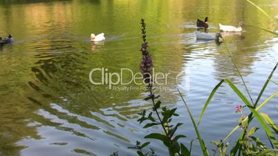 Ducks swimming in a beatiful lake