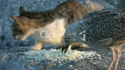 Cats and seagull eating together