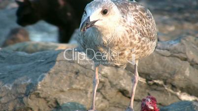 Cats and seagull eating together