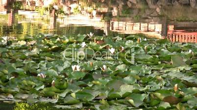 Beatiful lake with water lilies and ducks