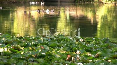 Beatiful lake with water lilies and ducks