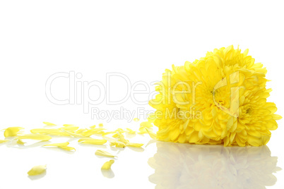 Yellow chrysanthemums