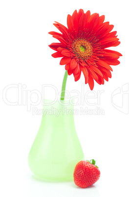 red gerbera in a vase and strawberries isolated on white