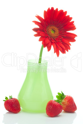 red gerbera in a vase and strawberries isolated on white