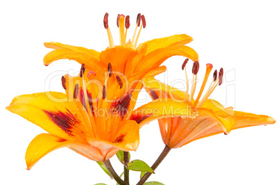 Orange lily