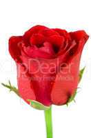 Beatiful red rose