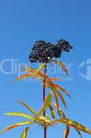 Herbaceous elder berries