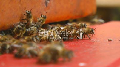 Bienen